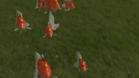 Ryukin goldfish preview image 2